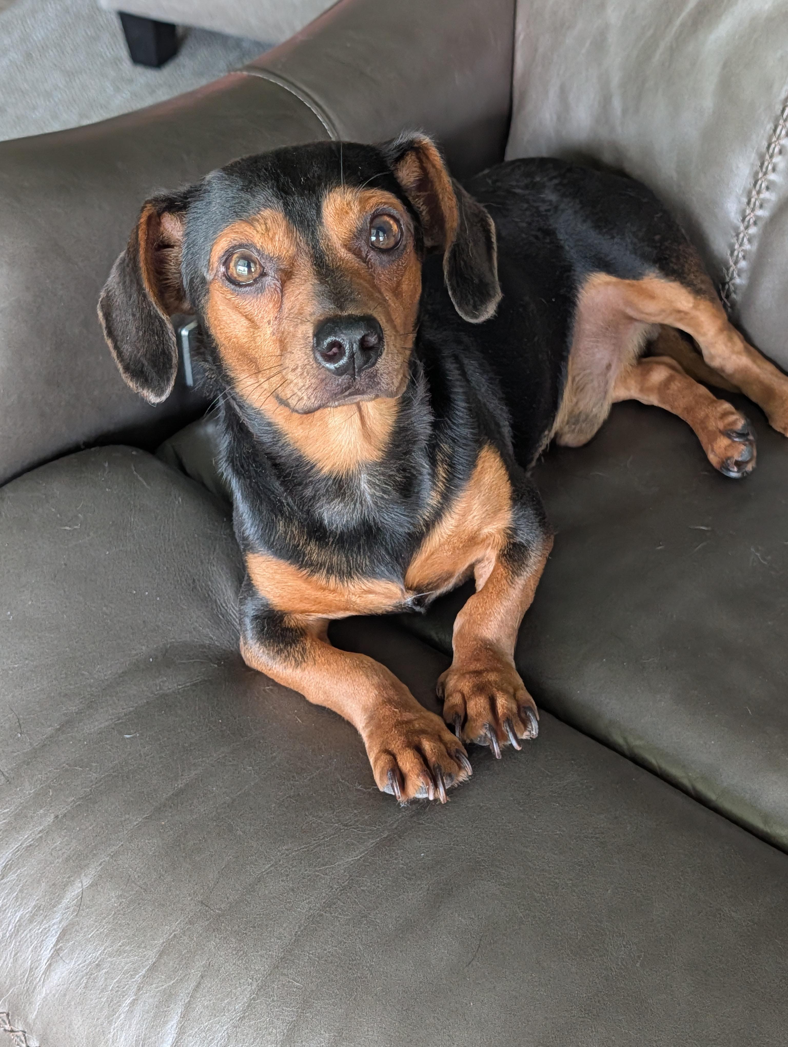 Bones, a Adoptable mixed breed in Baton Rouge, LA image 4/6