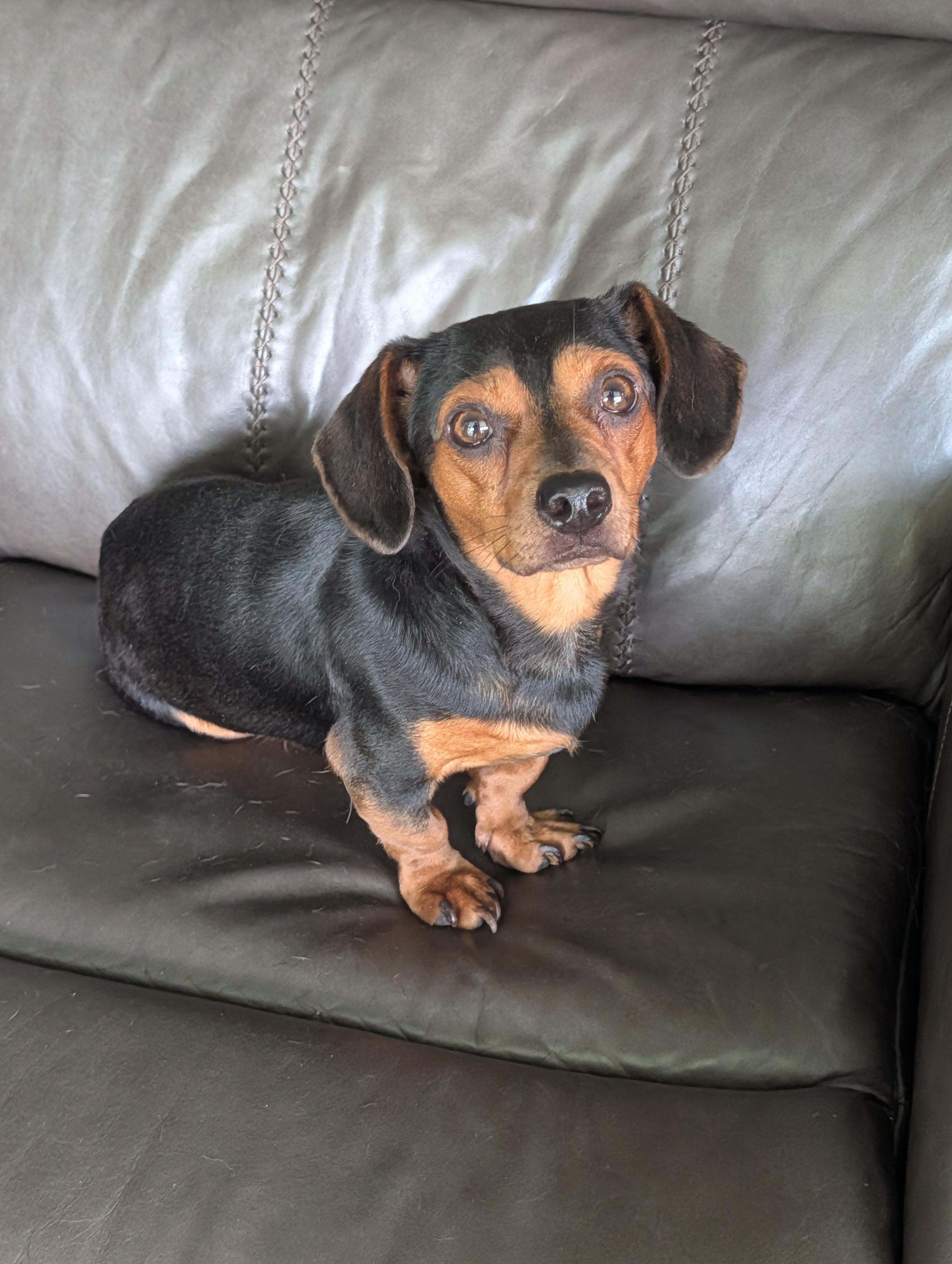 Bones, a Adoptable mixed breed in Baton Rouge, LA image 3/6