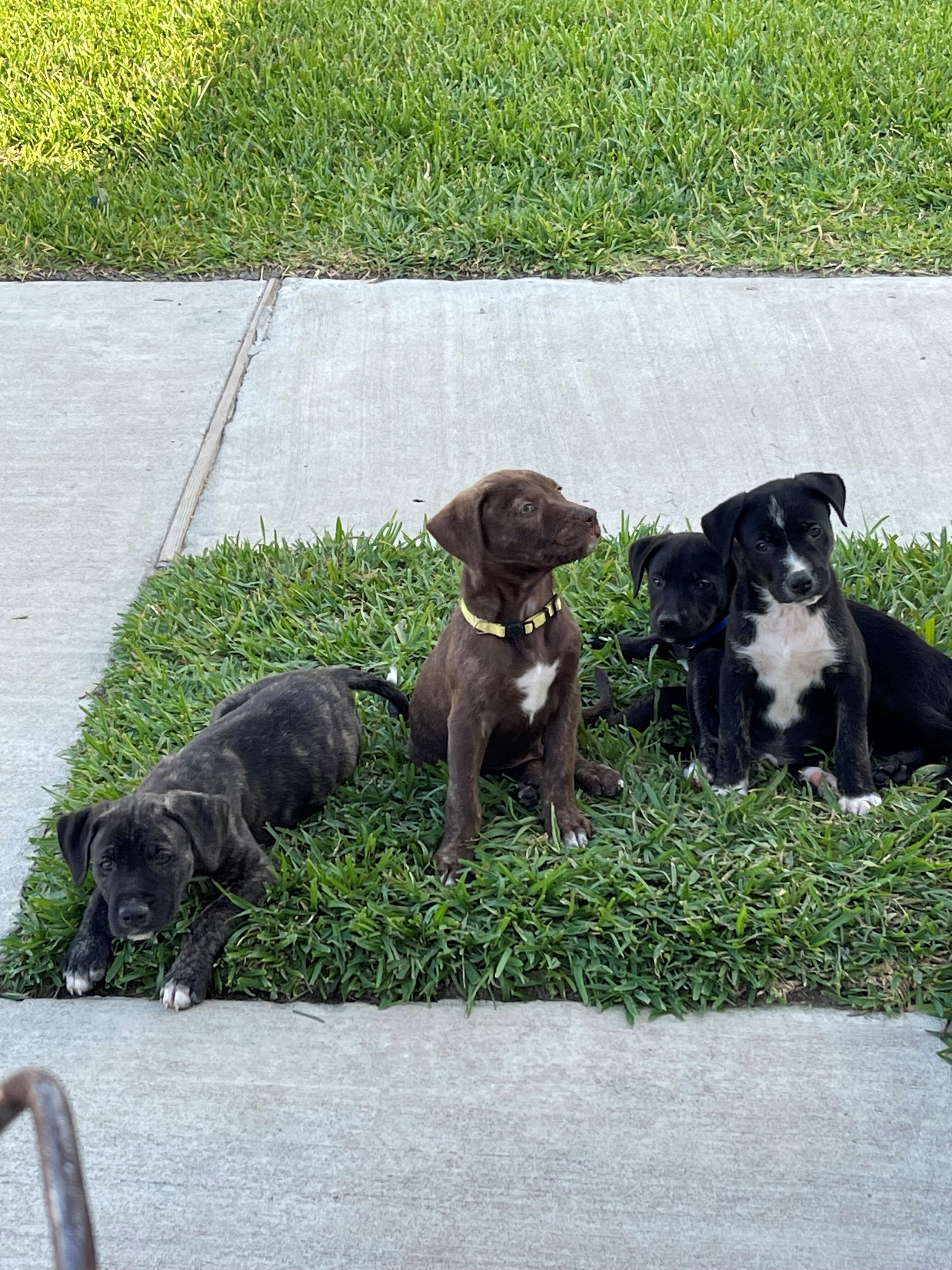 Nutmeg, Adopted, Puppy Male Labrador Retriever.