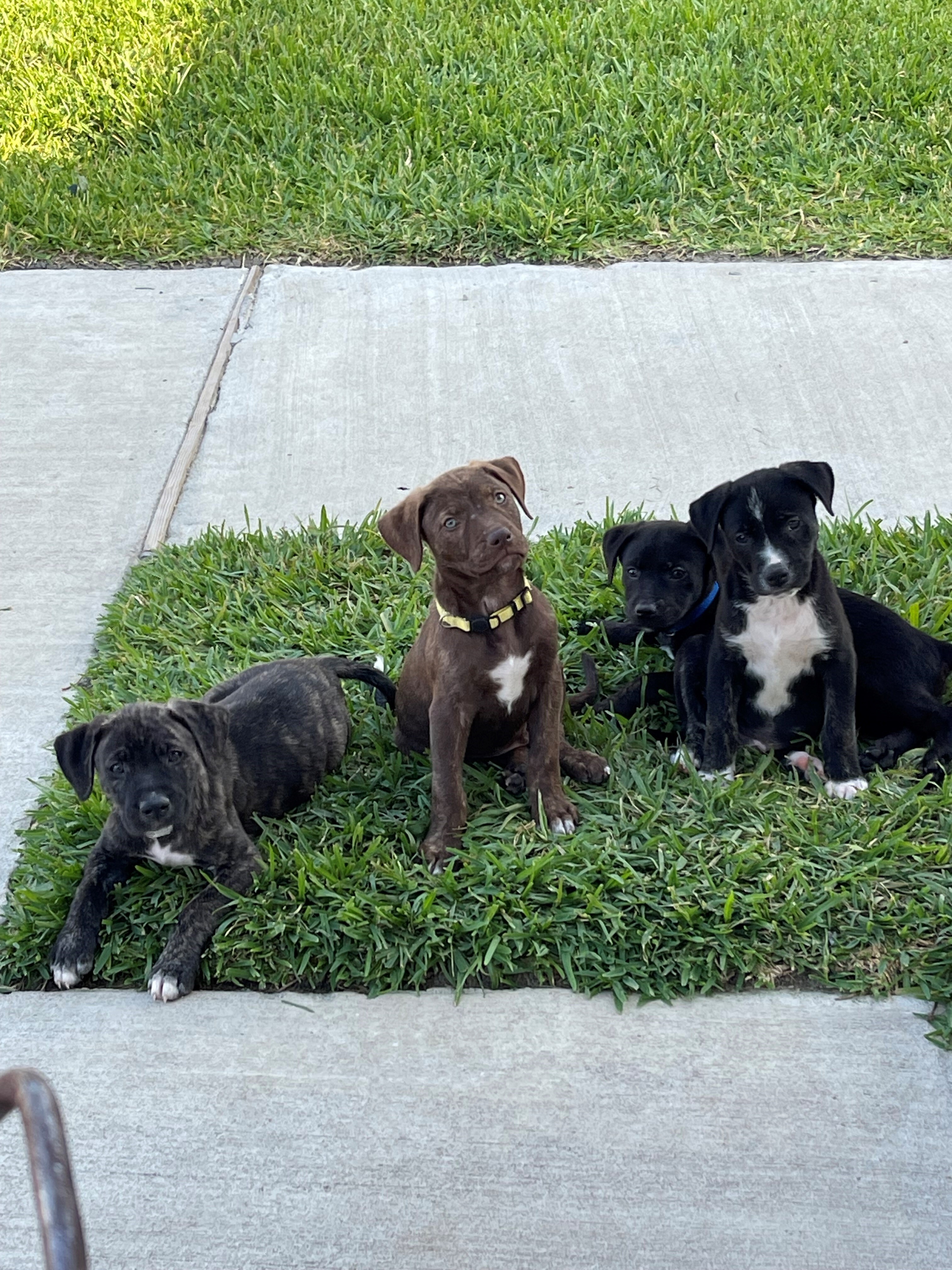 Enlarge Nutmeg, a Adopted mixed breed in Norfolk, MA image 3/15