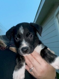 Enlarge Nutmeg, a Adopted mixed breed in Norfolk, MA image 4/15