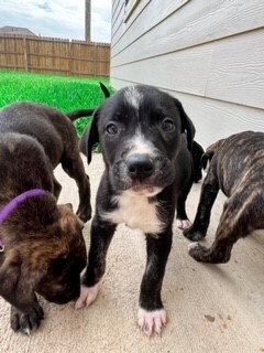 Enlarge Nutmeg, a Adopted mixed breed in Norfolk, MA image 6/15