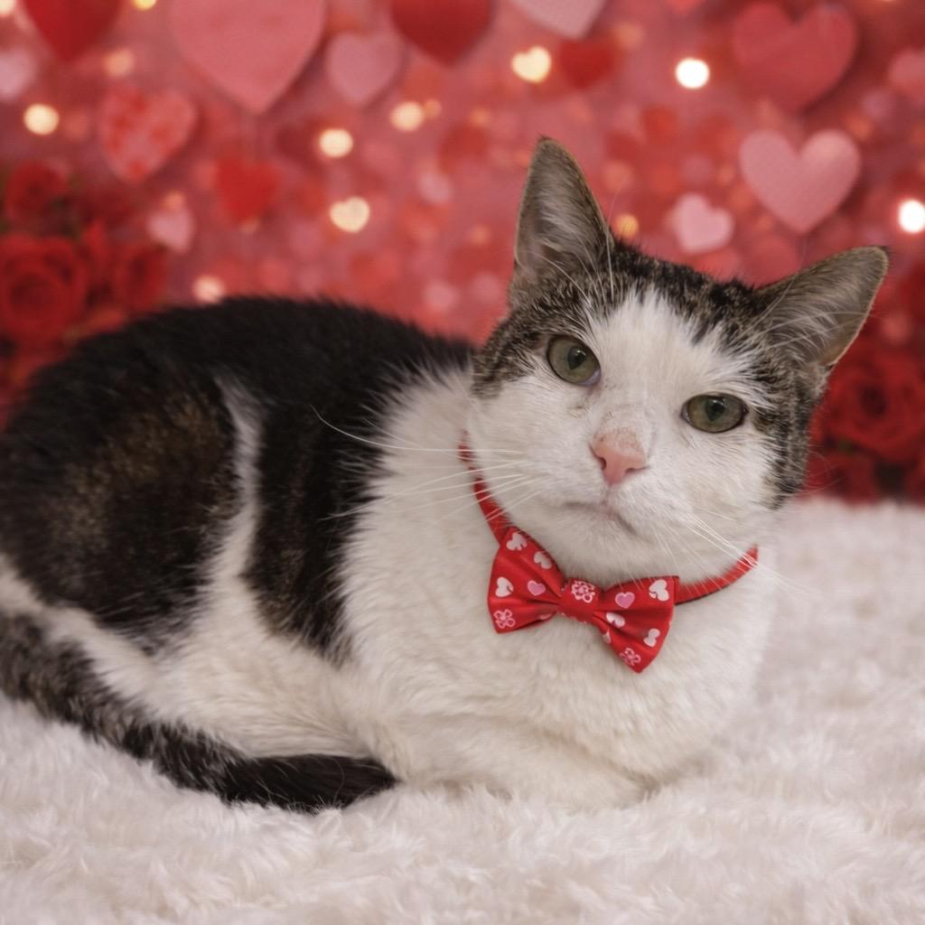 Juliet, Adoptable, Senior Female Domestic Short Hair.