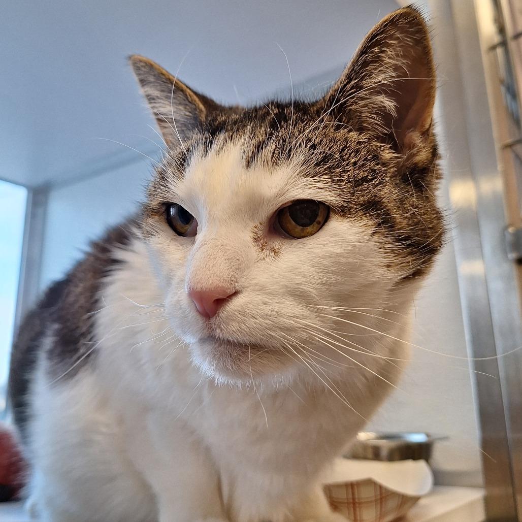 Juliet, a Adoptable mixed breed in Binghamton, NY image 2/2