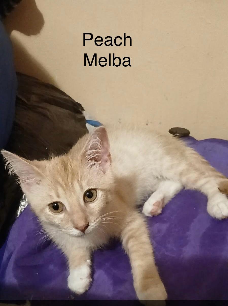 Peach Melba, an adopted Tabby in Westland, MI image 1/3