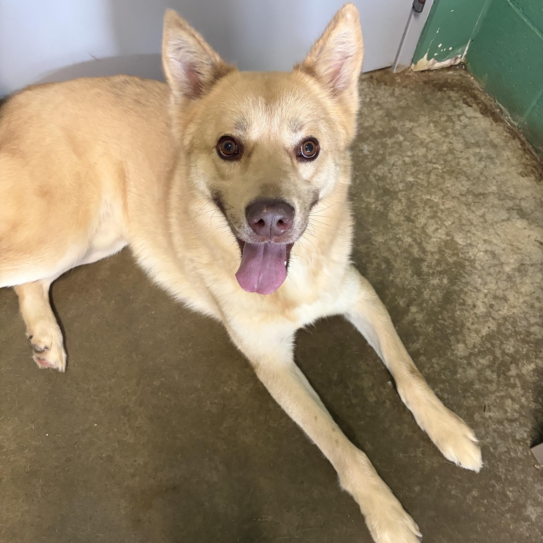 Shiloh, ADOPTABLE, Adult Male Shepherd.