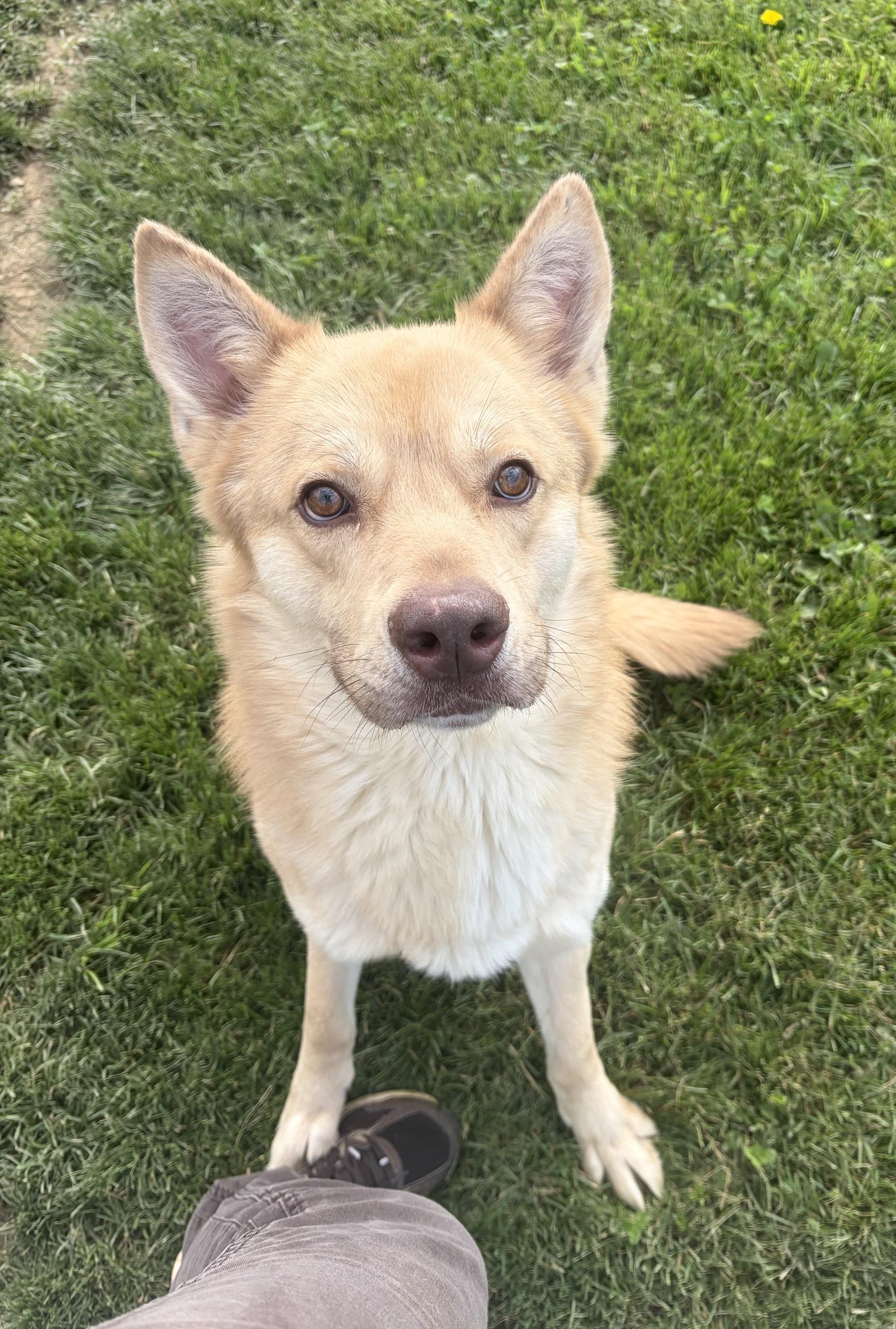 Enlarge Shiloh, a ADOPTABLE mixed breed in Seneca, PA image 2/3