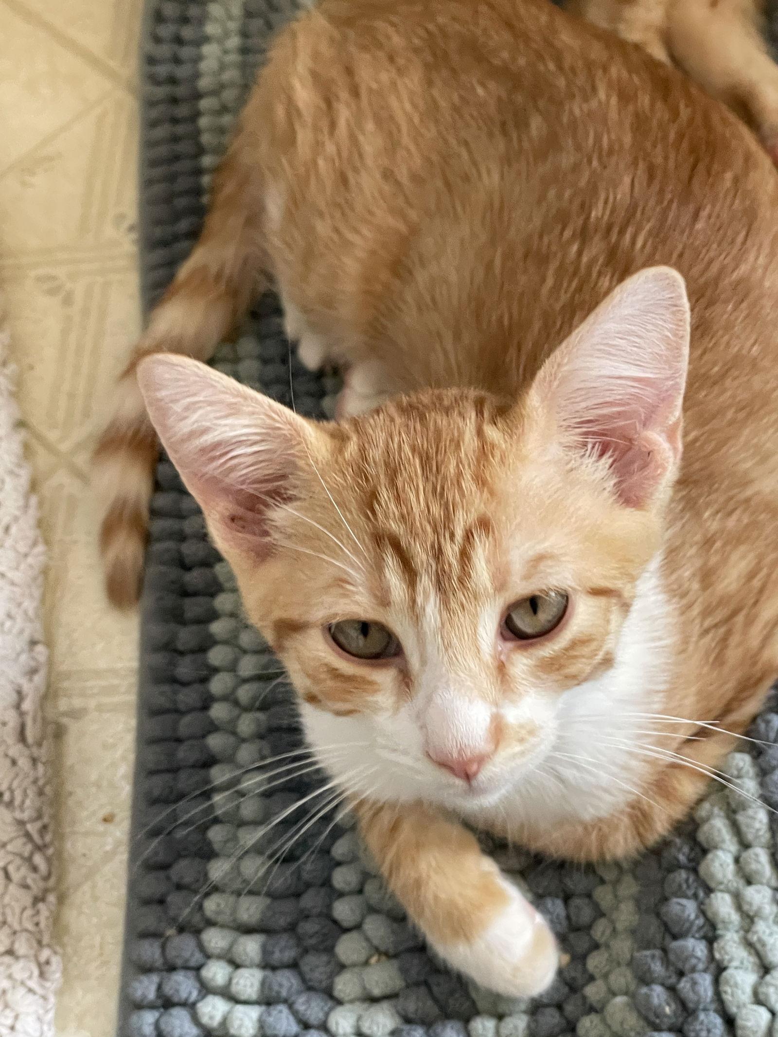 Kappa, Adoptable, Young Male Domestic Short Hair.