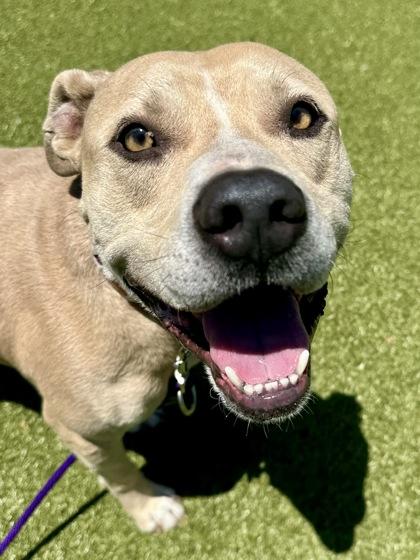 Enlarge Rudolph Reisenweber, a Adoptable mixed breed in Wichita, KS image 2/3