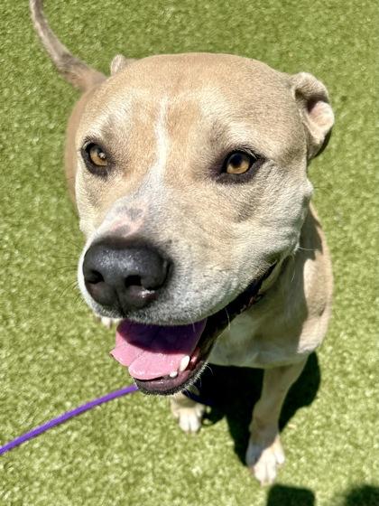Enlarge Rudolph Reisenweber, a Adoptable mixed breed in Wichita, KS image 3/3