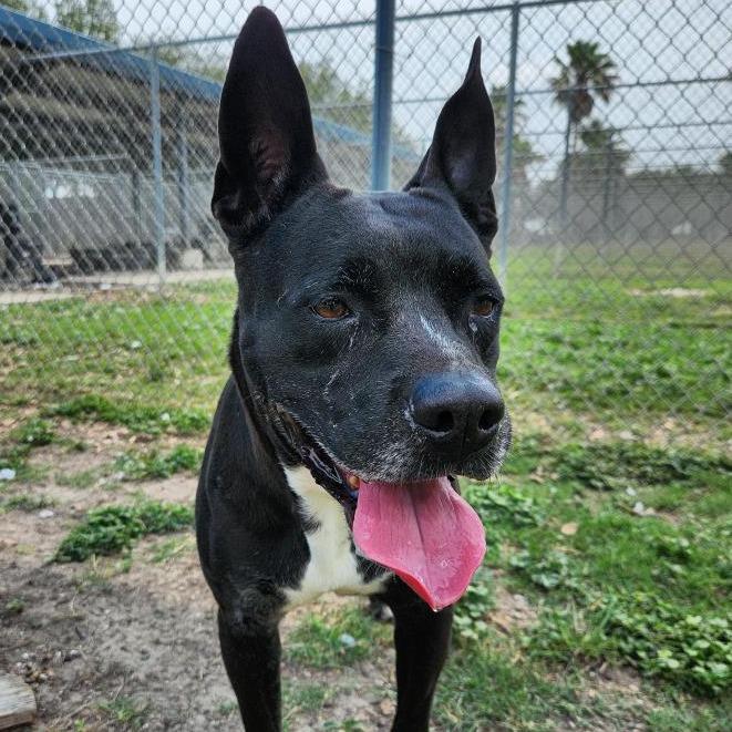 Macey, Adoptable, Senior Female Pit Bull Terrier.