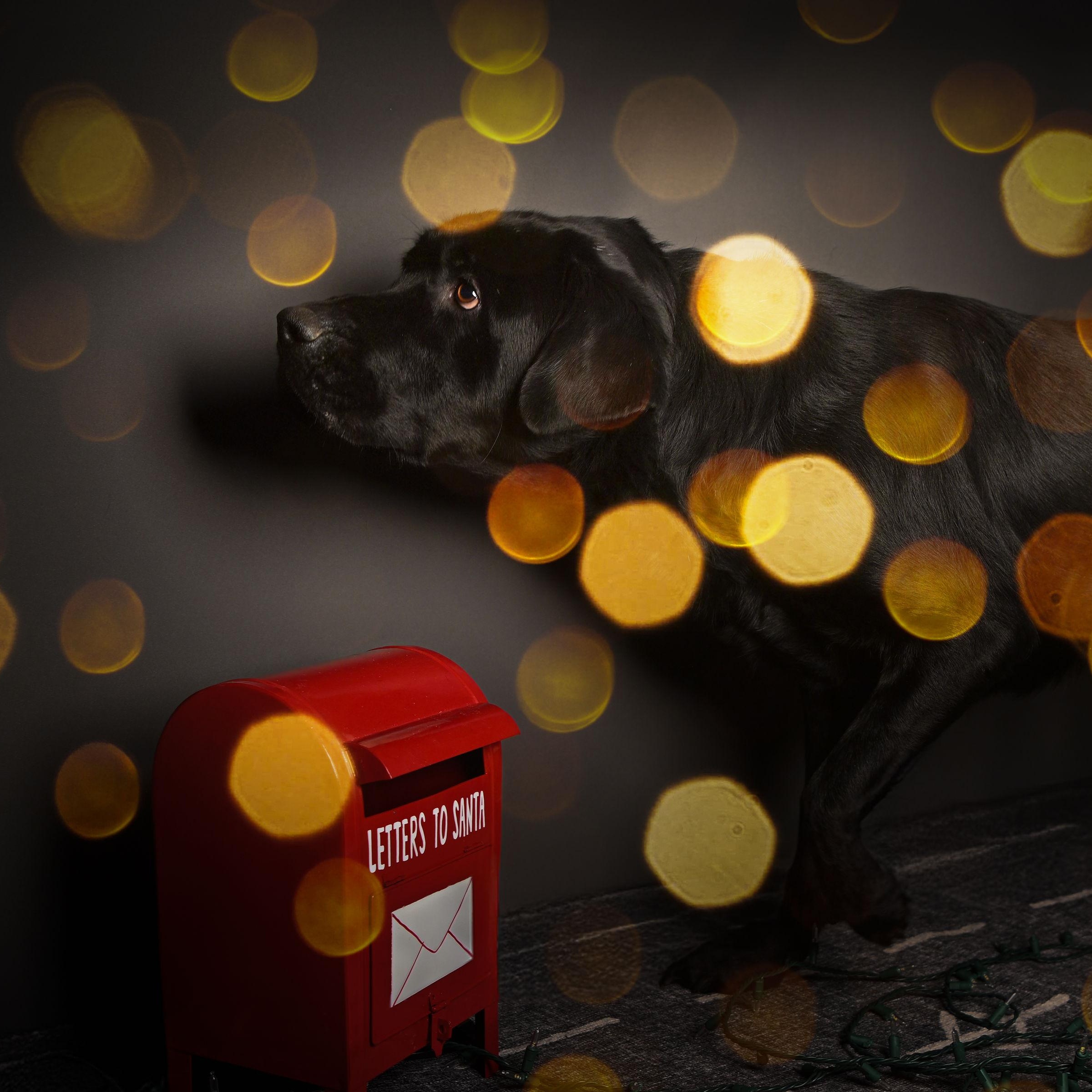 Enlarge Bolt, a ADOPTABLE Black Labrador Retriever in Ferndale, WA image 2/3