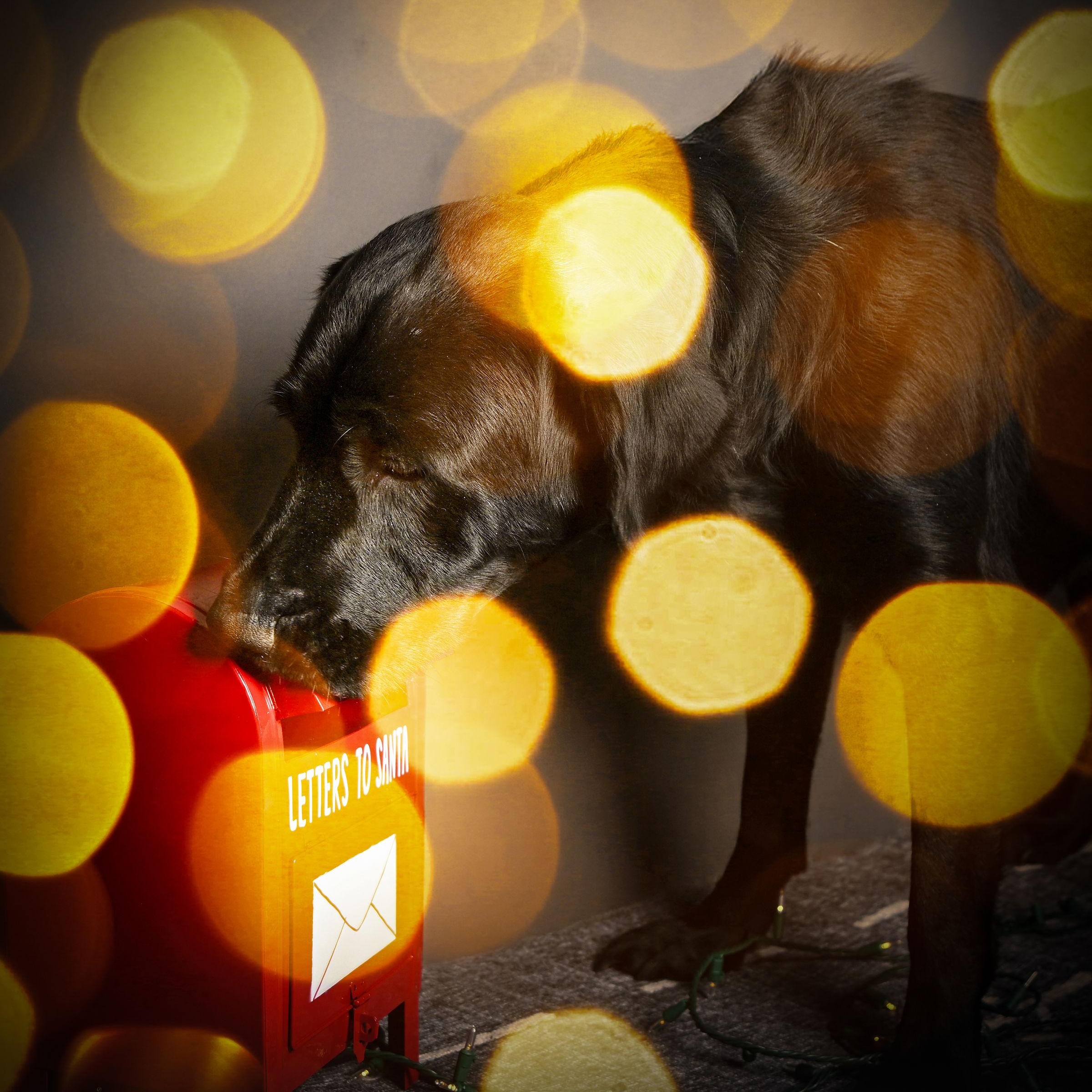 Enlarge Bolt, a ADOPTABLE Black Labrador Retriever in Ferndale, WA image 3/3
