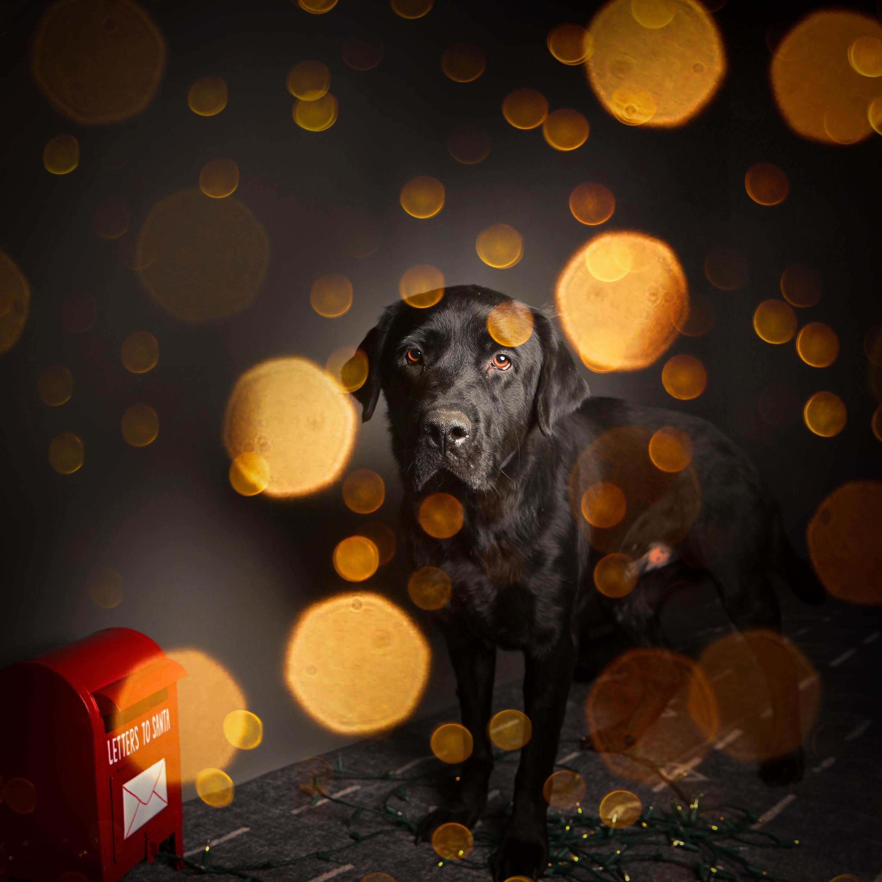 Enlarge Bolt, a ADOPTABLE Black Labrador Retriever in Ferndale, WA image 1/3