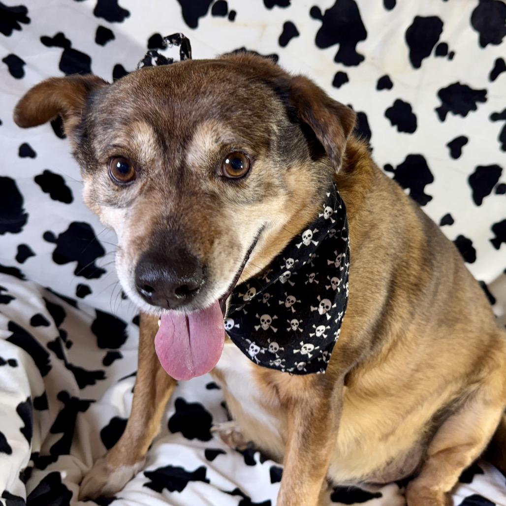 Tanning, a Adoptable mixed breed in Lucedale, MS image 1/6