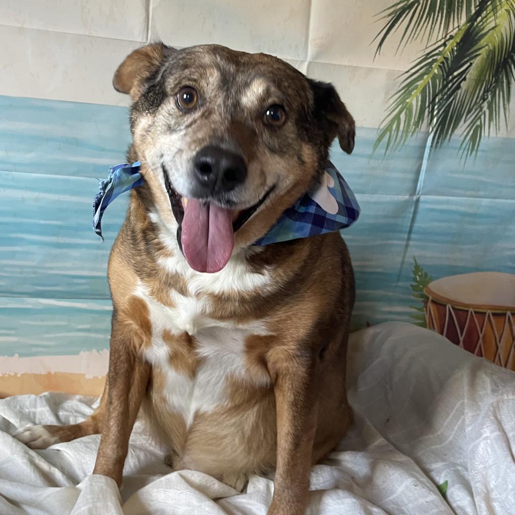 Tanning, a Adoptable mixed breed in Lucedale, MS image 3/6