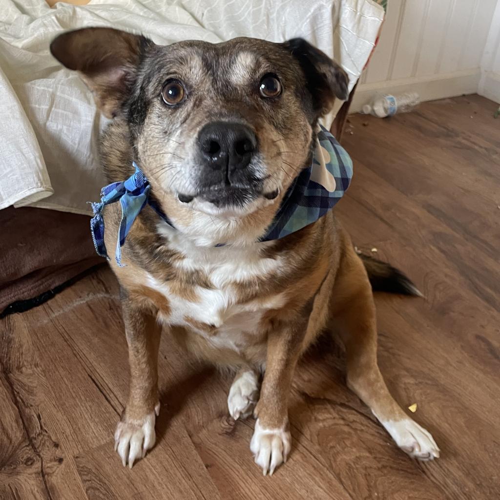 Tanning, a Adoptable mixed breed in Lucedale, MS image 4/6