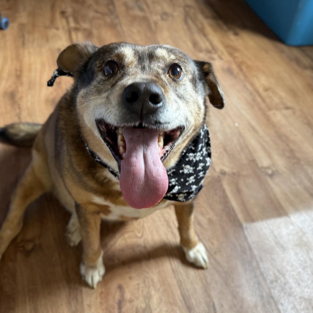 Tanning, a Adoptable mixed breed in Lucedale, MS image 6/6