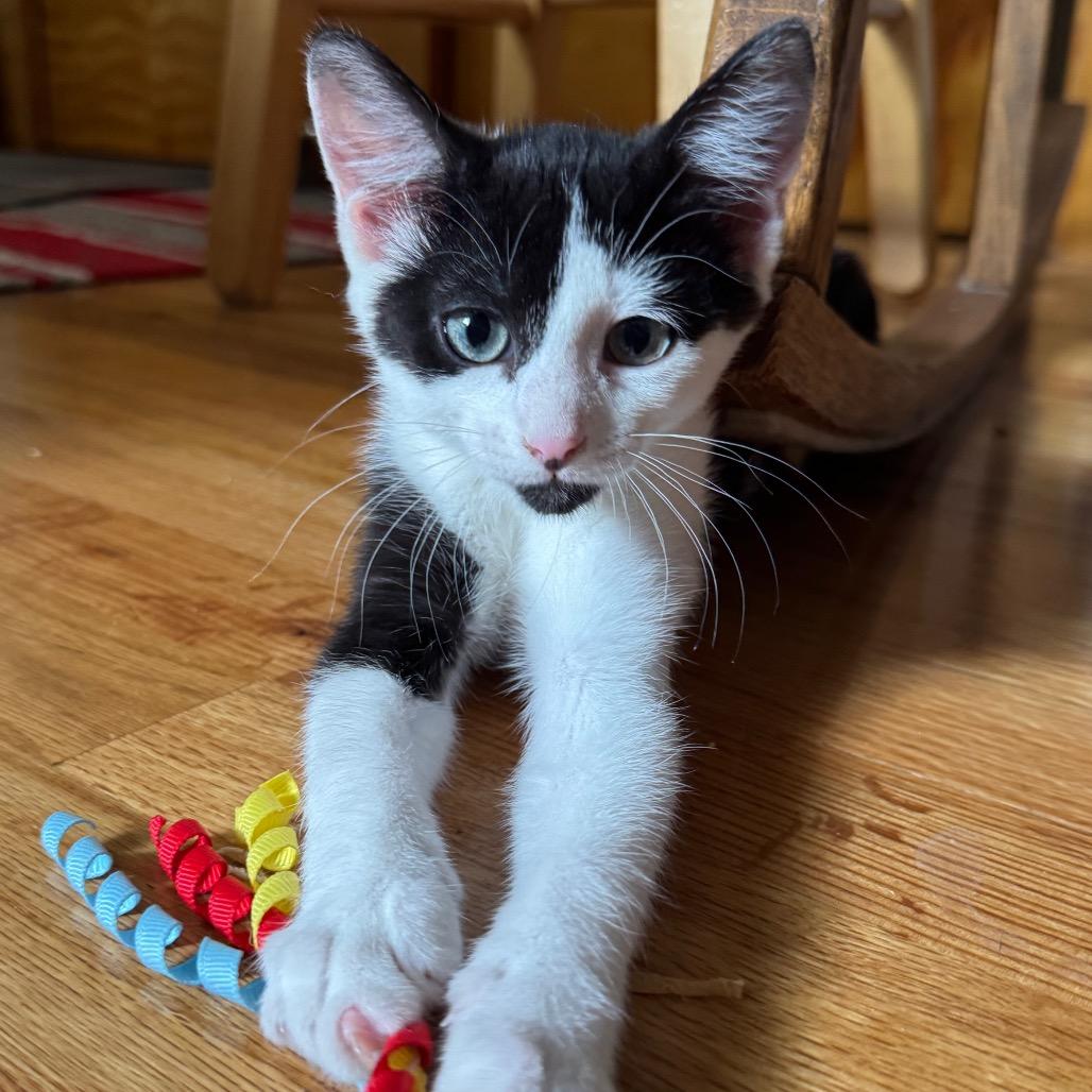 Enlarge Ferdinand, a Adoptable Domestic Short Hair in Laramie, WY image 1/4