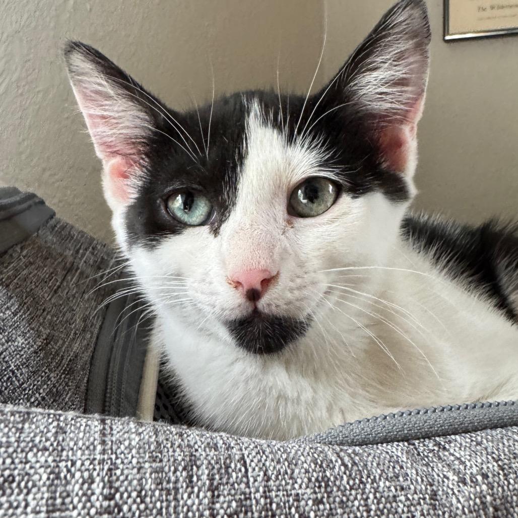 Enlarge Ferdinand, a Adoptable Domestic Short Hair in Laramie, WY image 2/4