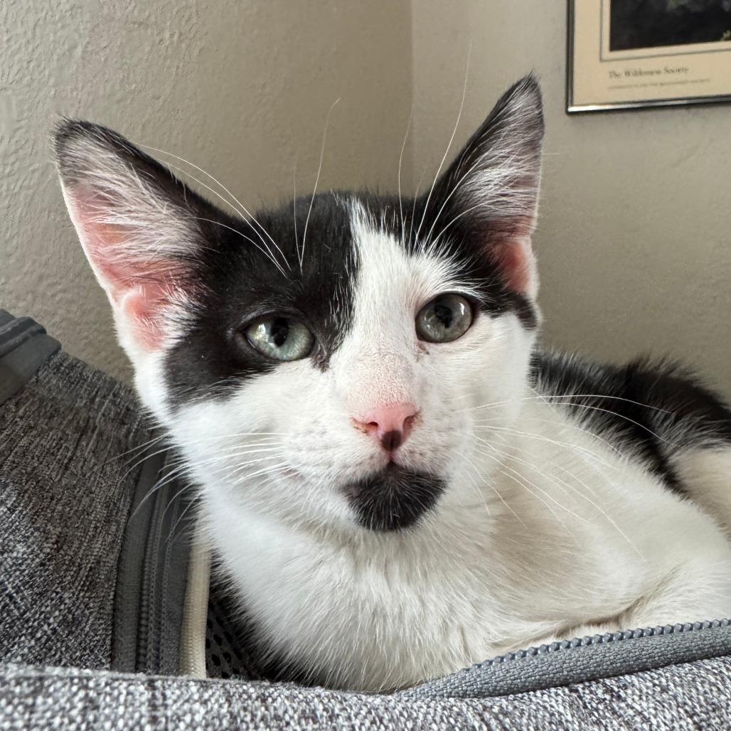 Enlarge Ferdinand, a Adoptable Domestic Short Hair in Laramie, WY image 3/4
