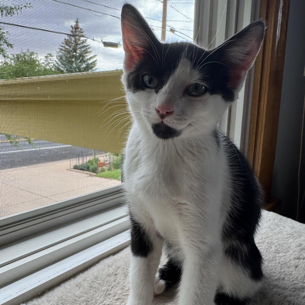 Enlarge Ferdinand, a Adoptable Domestic Short Hair in Laramie, WY image 4/4