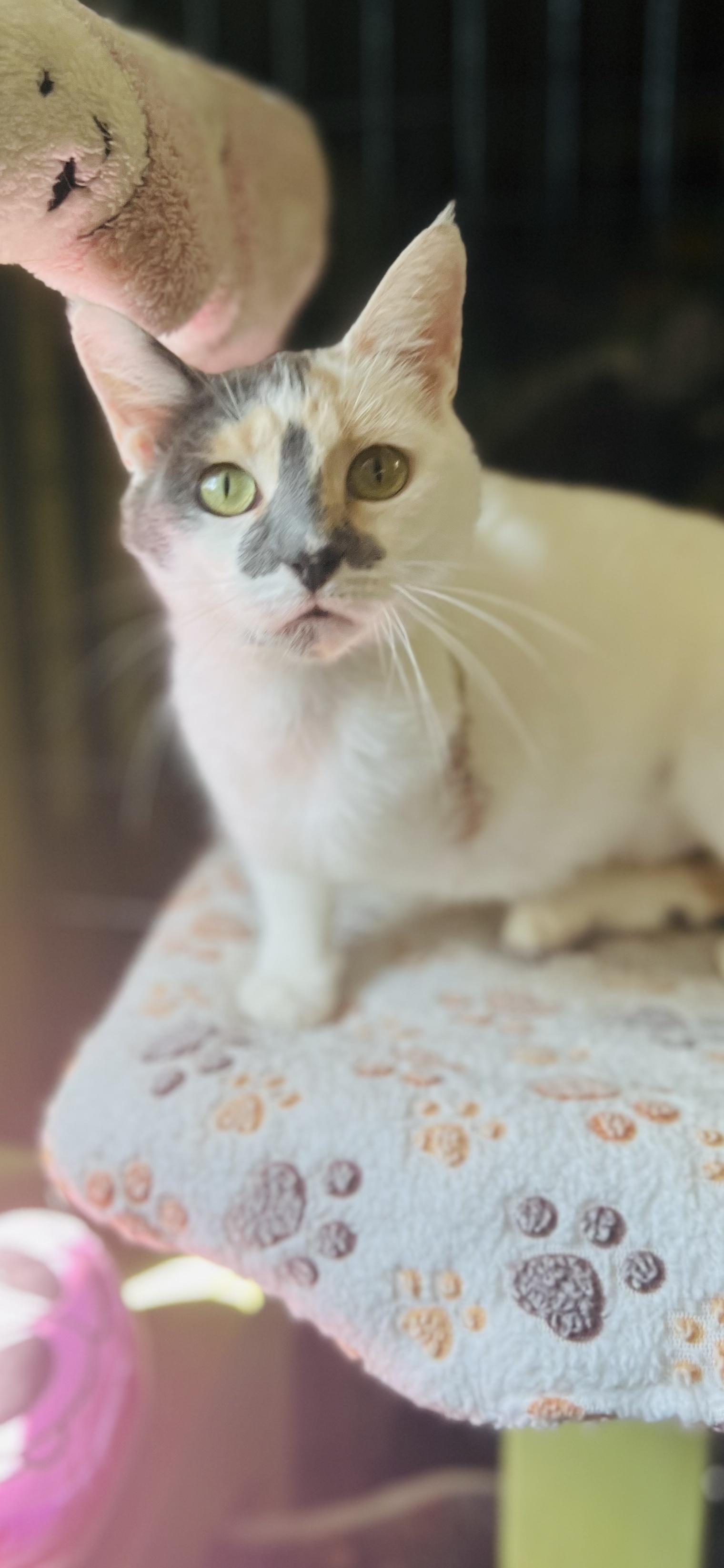 Ballerina, an adopted Calico in Holland, MI image 3/4