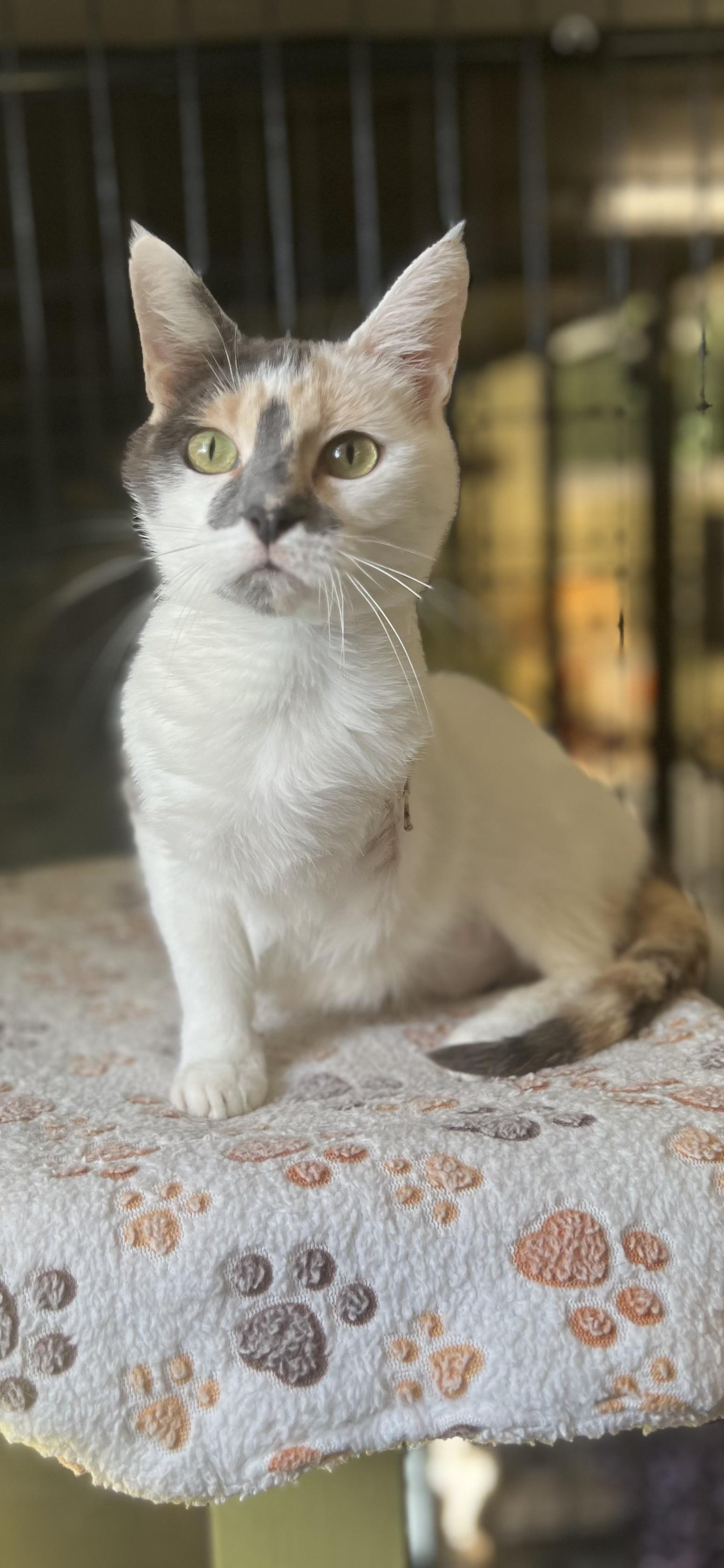 Ballerina, an adopted Calico in Holland, MI image 4/4