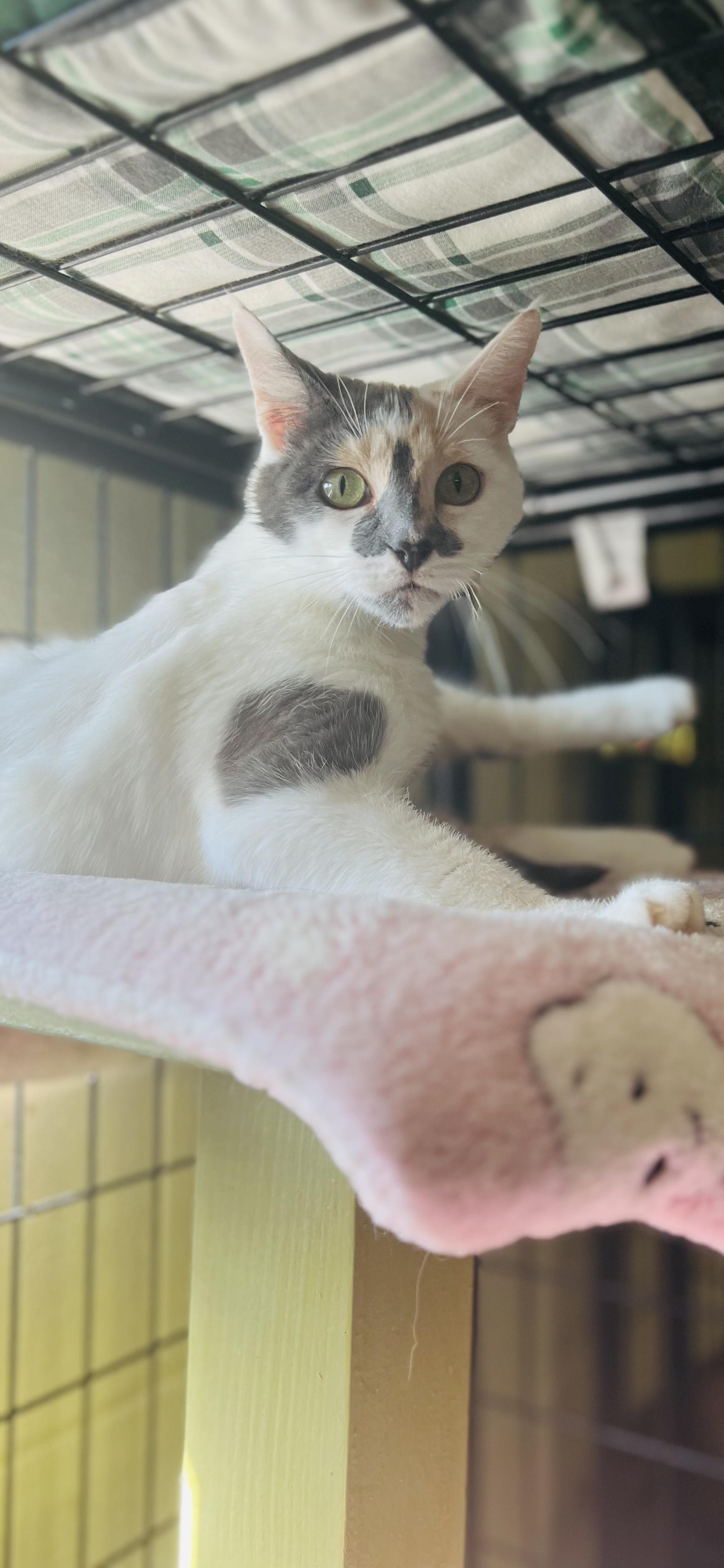 Ballerina, adopted, Adult Female Calico.