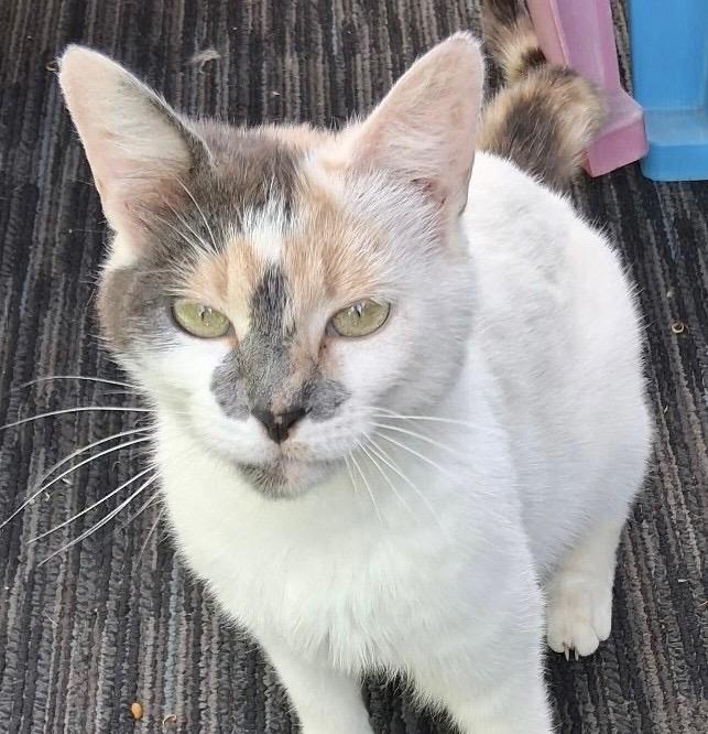 Ballerina, a ADOPTABLE Calico in Holland, MI image 1/2
