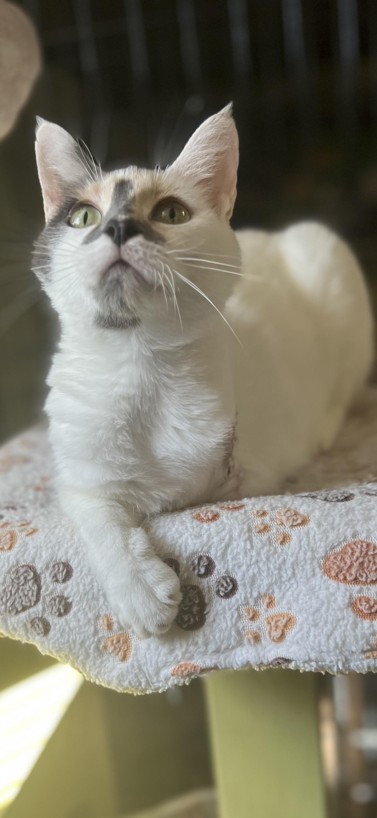 Ballerina, an adopted Calico in Holland, MI image 2/4