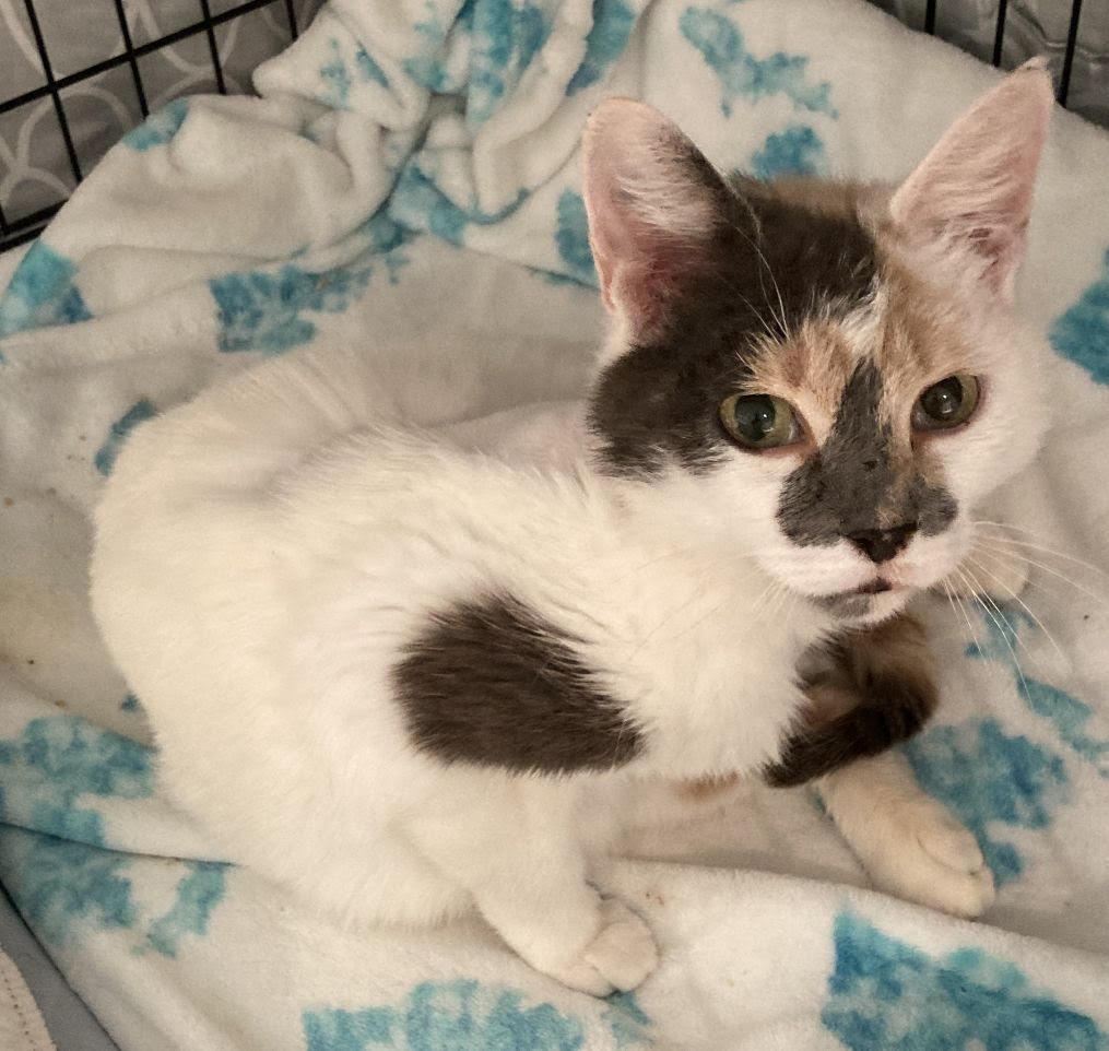 Ballerina, a ADOPTABLE Calico in Holland, MI image 2/2