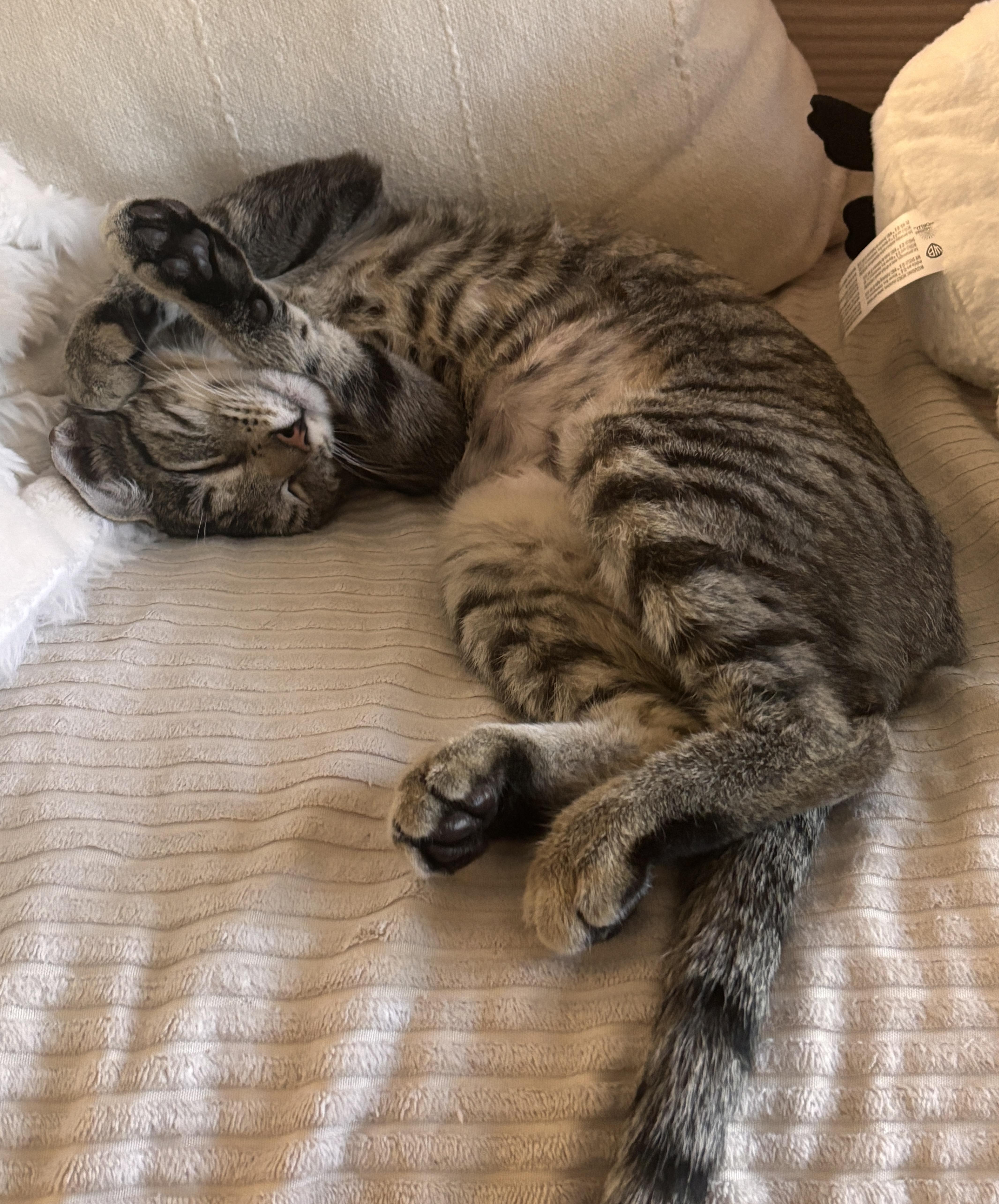 Abby, a ADOPTABLE Domestic Short Hair in Sherman Oaks, CA image 3/6