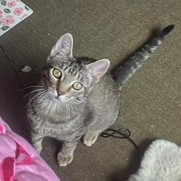Enlarge Abby, a ADOPTABLE Domestic Short Hair in Sherman Oaks, CA image 1/5