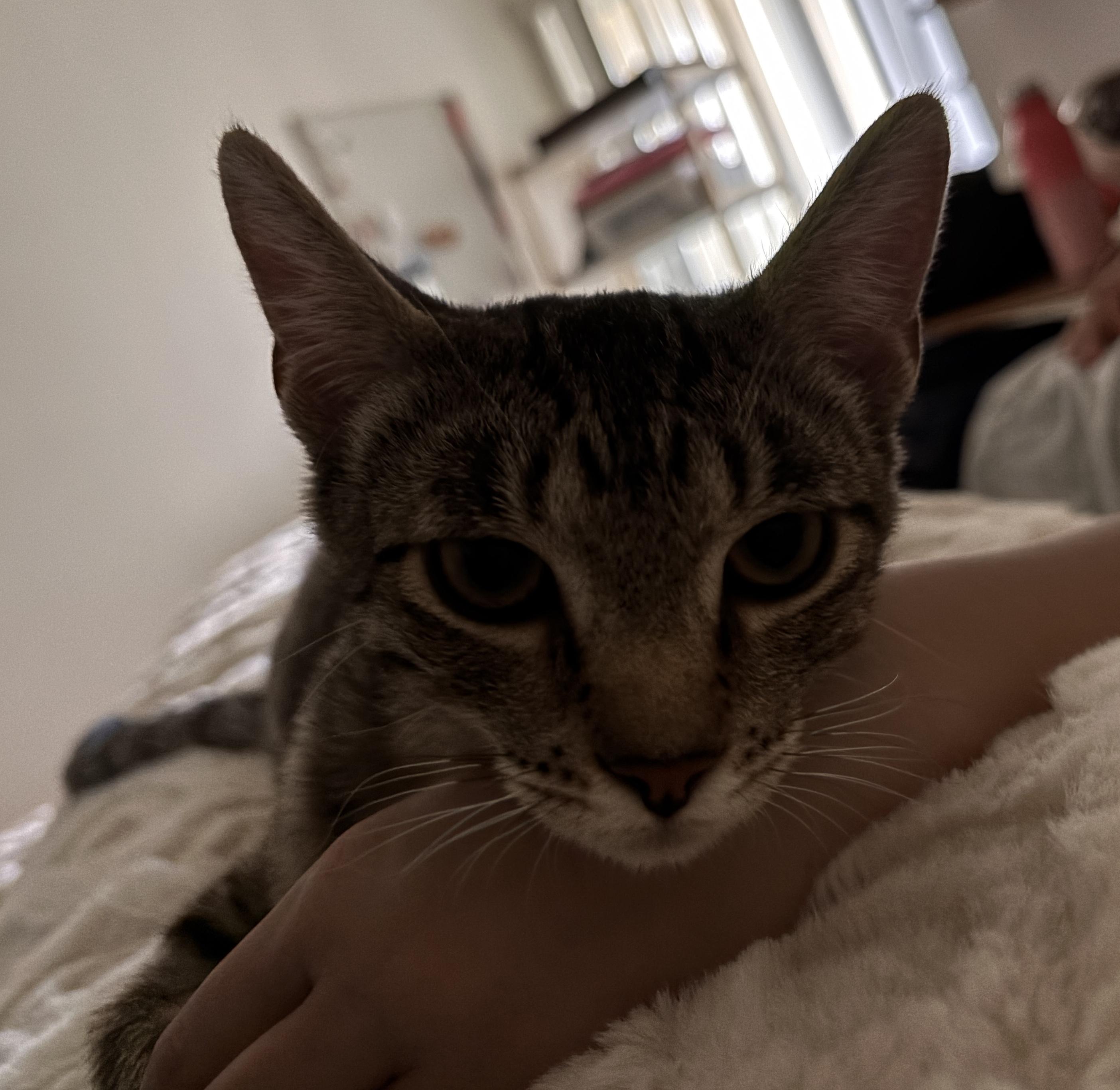 Abby, a ADOPTABLE Domestic Short Hair in Sherman Oaks, CA image 6/6