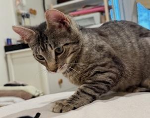 Enlarge Abby, a ADOPTABLE Domestic Short Hair in Sherman Oaks, CA image 2/5