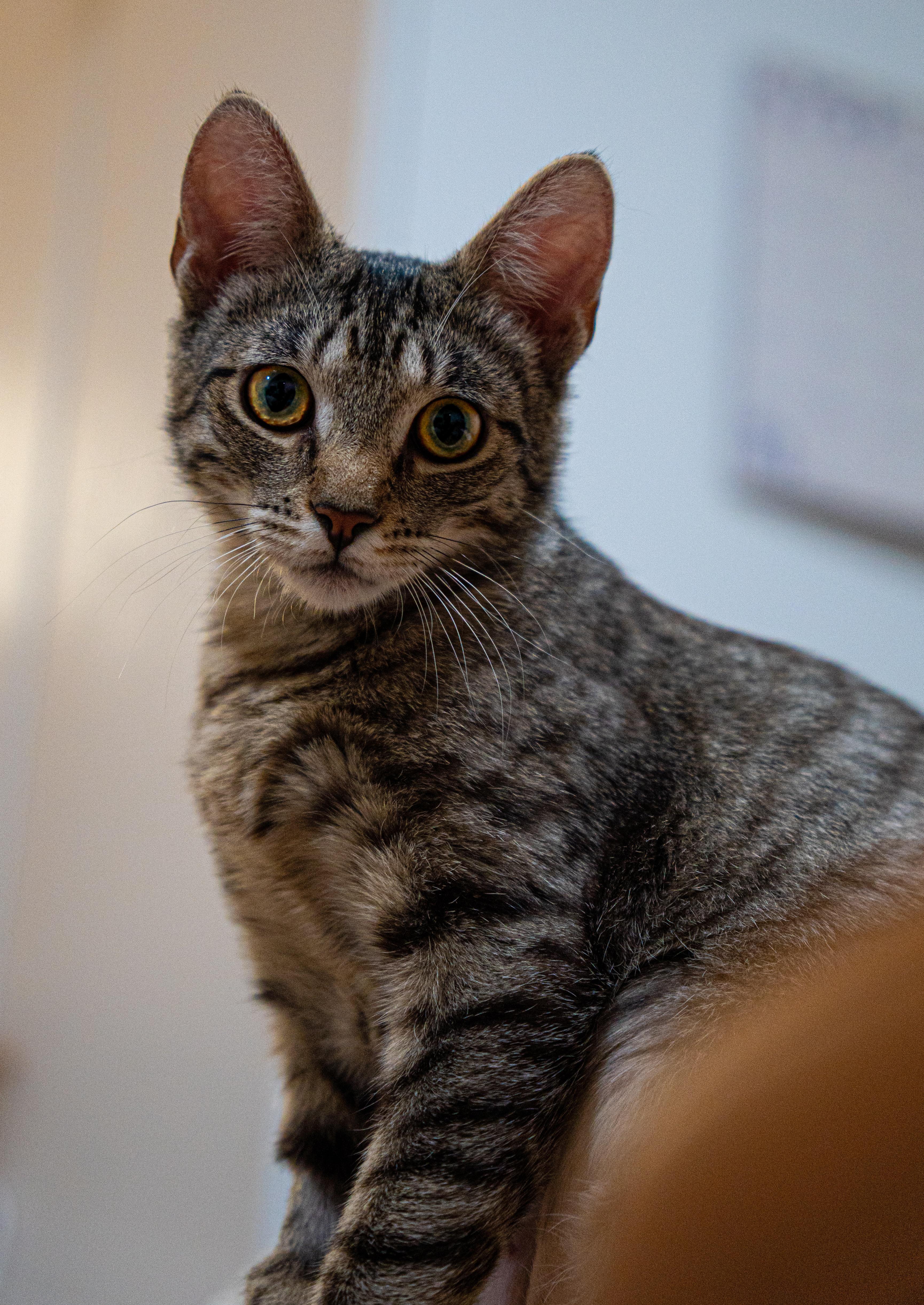 Abby, ADOPTABLE, Young Female Domestic Short Hair.