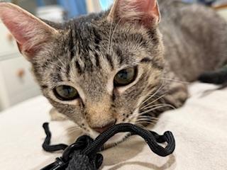 Enlarge Abby, a ADOPTABLE Domestic Short Hair in Sherman Oaks, CA image 5/5