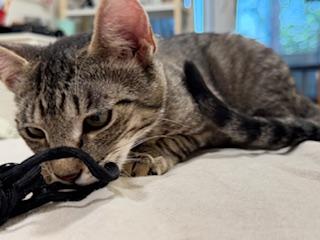 Enlarge Abby, a ADOPTABLE Domestic Short Hair in Sherman Oaks, CA image 4/5