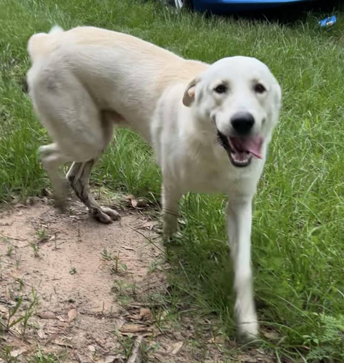 Enlarge Parker , a ADOPTABLE mixed breed in conroe, TX image 2/3