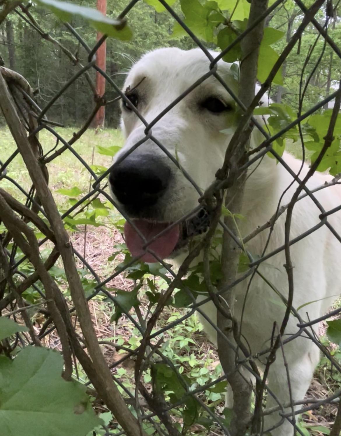 Enlarge Parker , a ADOPTABLE mixed breed in conroe, TX image 3/3