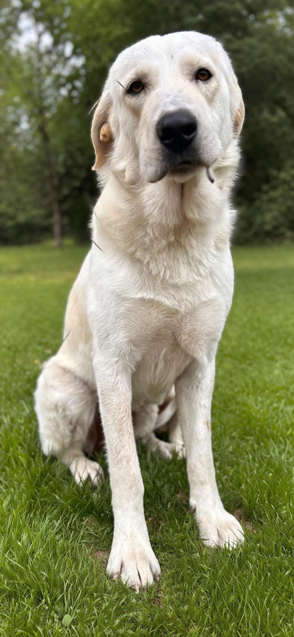 Parker , ADOPTABLE, Young Male Great Pyrenees & Labrador Retriever.