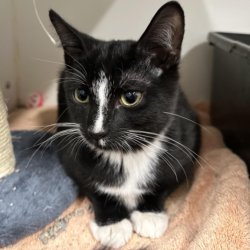 Skunk, Adoptable, Kitten Male Domestic Short Hair.