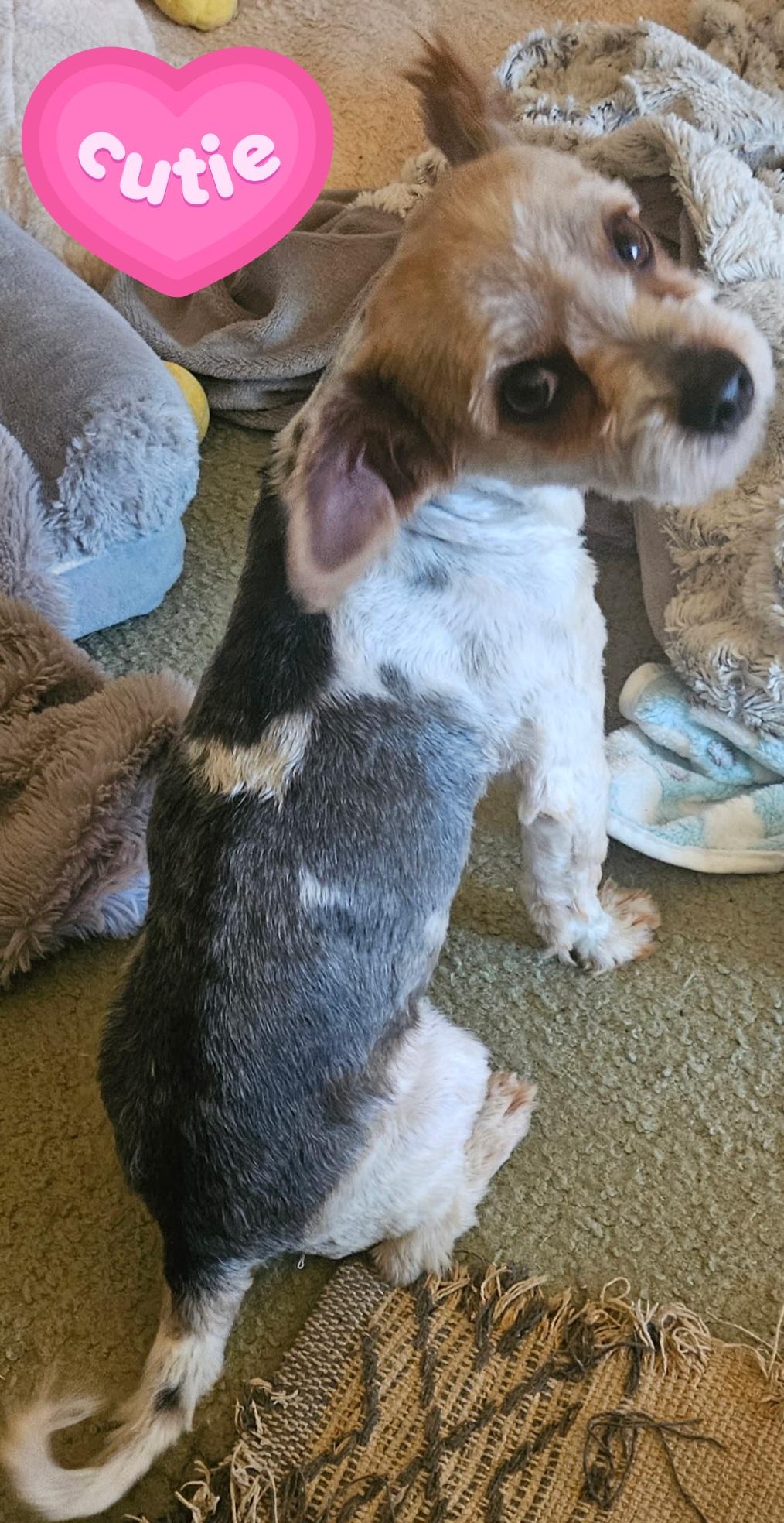 Ziggy, Adoptable, Adult Male Yorkshire Terrier.