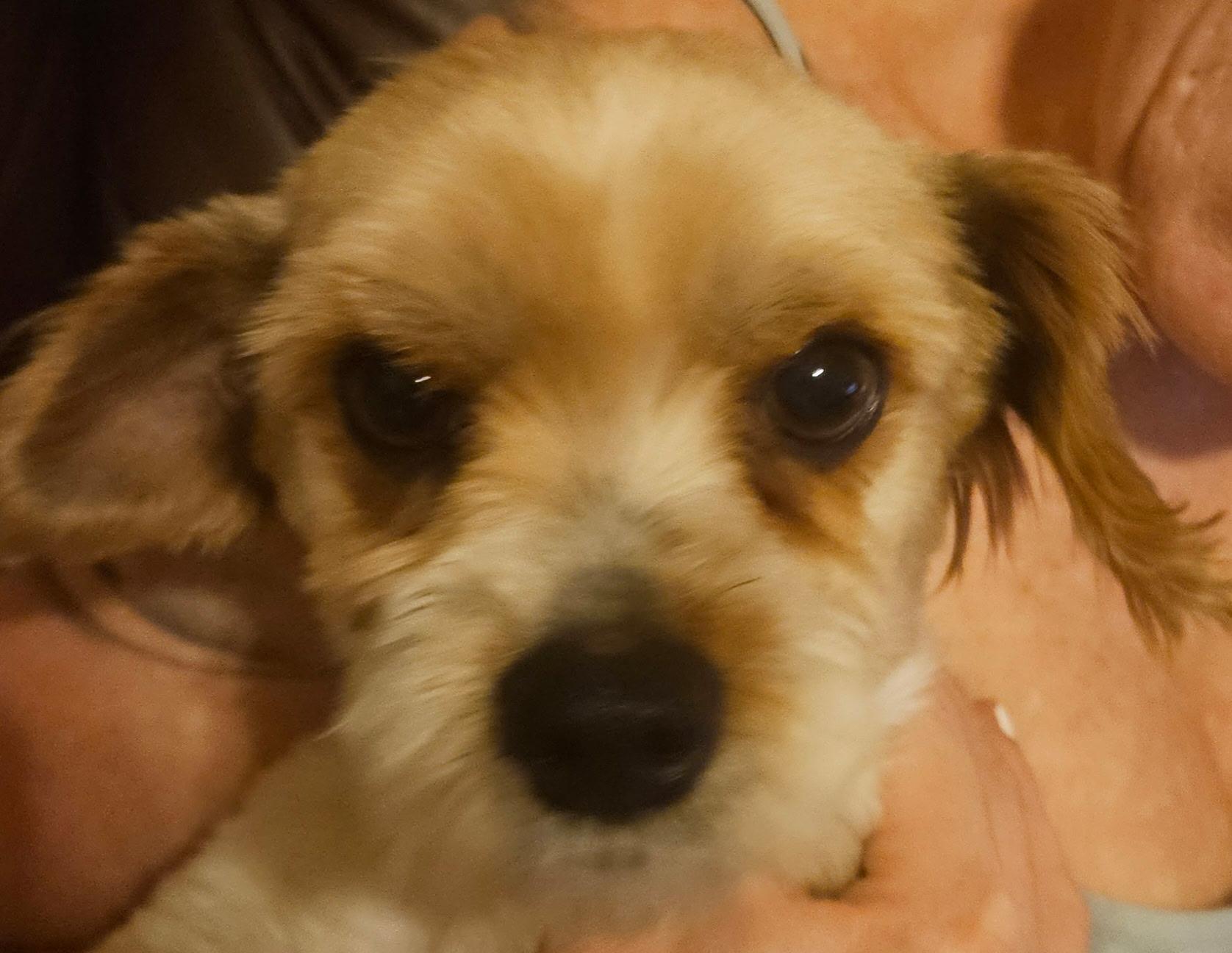 Enlarge Ziggy, a Adoptable mixed breed in Richmond, KY image 2/5