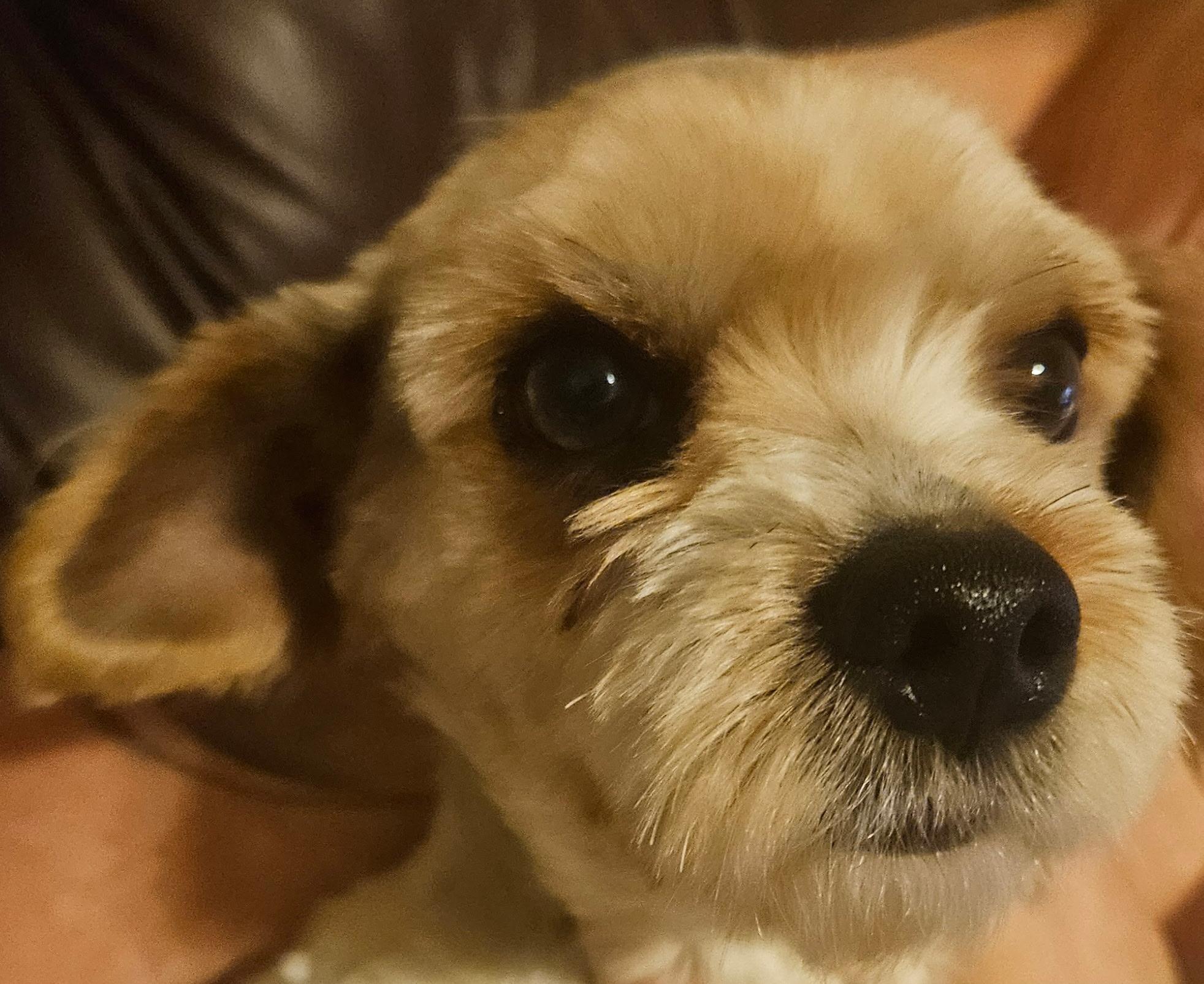 Enlarge Ziggy, a Adoptable mixed breed in Richmond, KY image 3/5