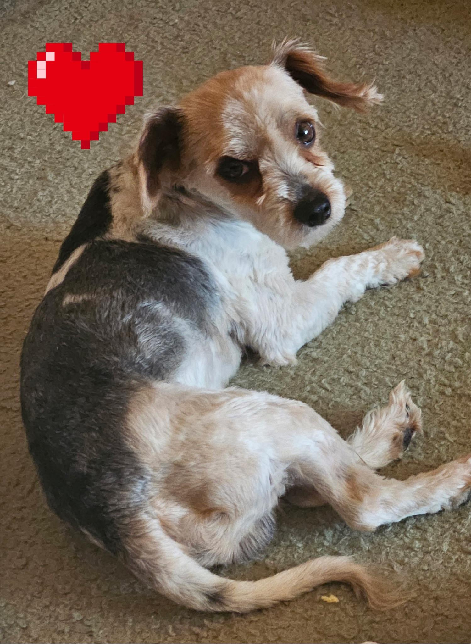 Enlarge Ziggy, a Adoptable mixed breed in Richmond, KY image 4/5