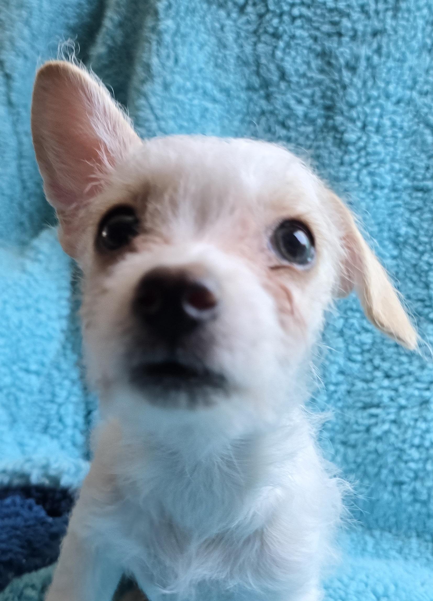 Sissy, an adoptable Terrier, Mixed Breed in Mead, WA, 99021 | Photo Image 1