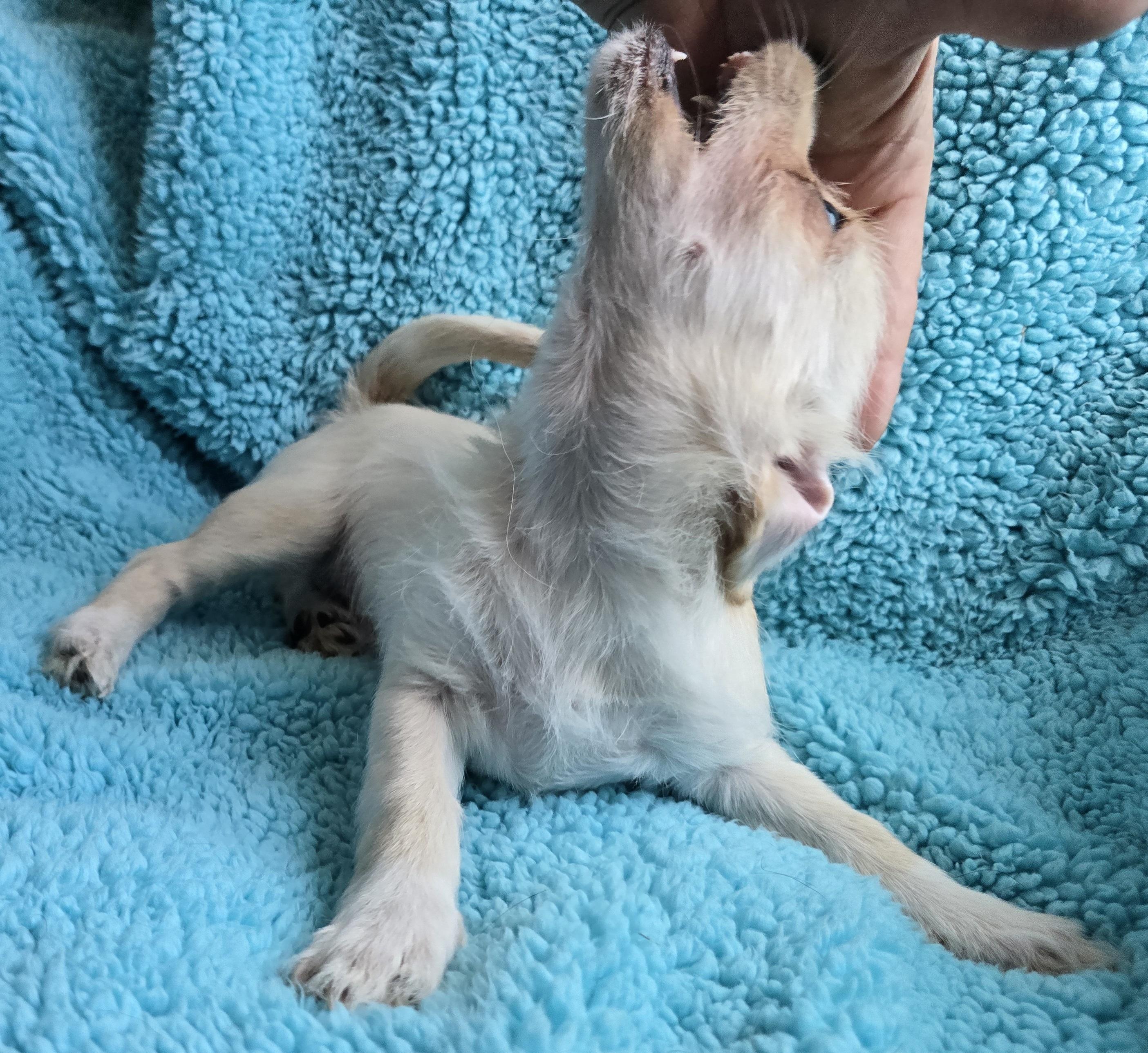 Sissy, an adoptable Terrier, Mixed Breed in Mead, WA, 99021 | Photo Image 4
