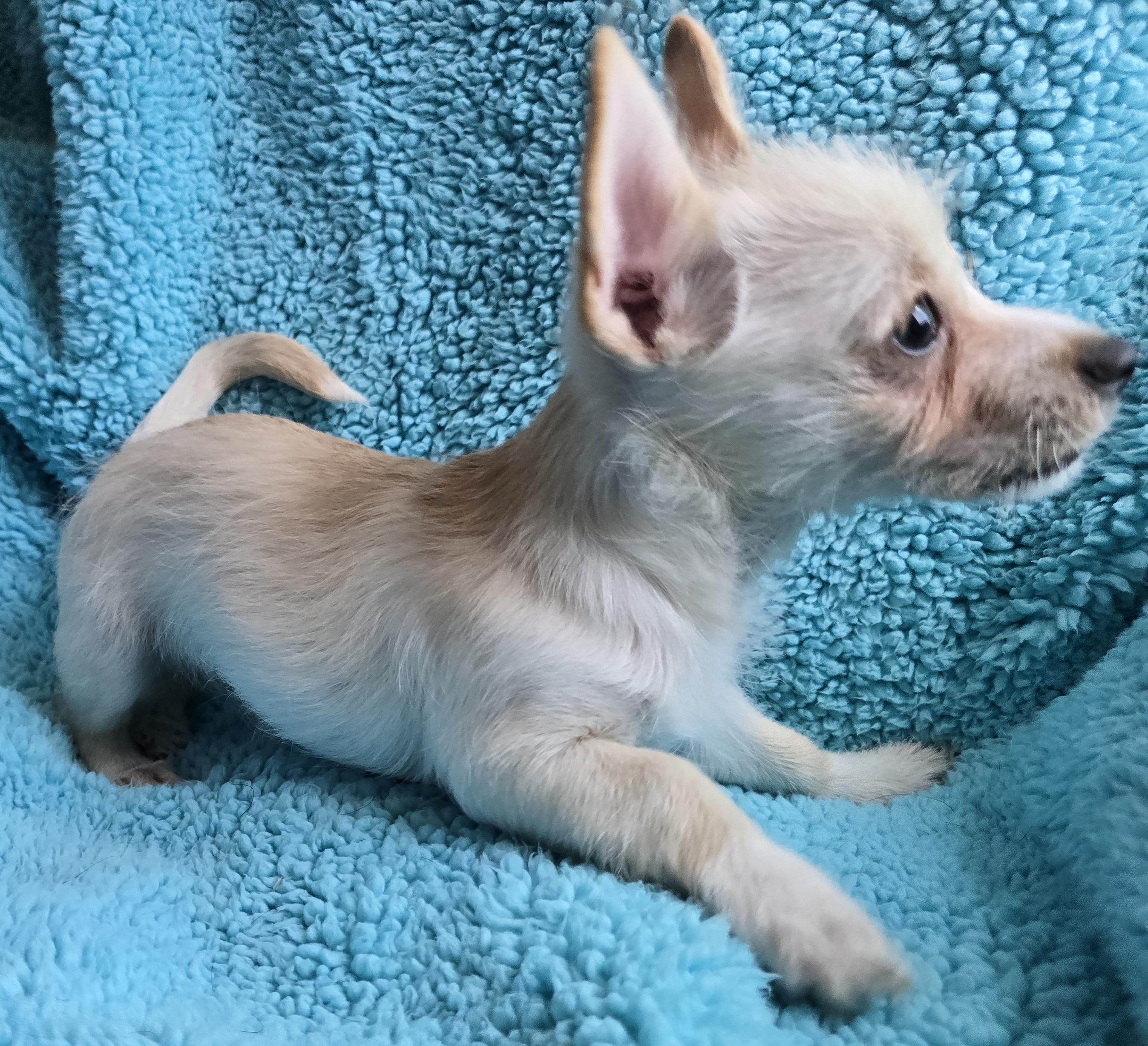 Sissy, an adoptable Terrier, Mixed Breed in Mead, WA, 99021 | Photo Image 5